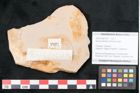 Foto (Objekt + Etikett) von Apocynophyllum amsonia Unger (NHMW-GEO-2024-0188-7927)